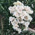 Ozothamnus diosmifolius