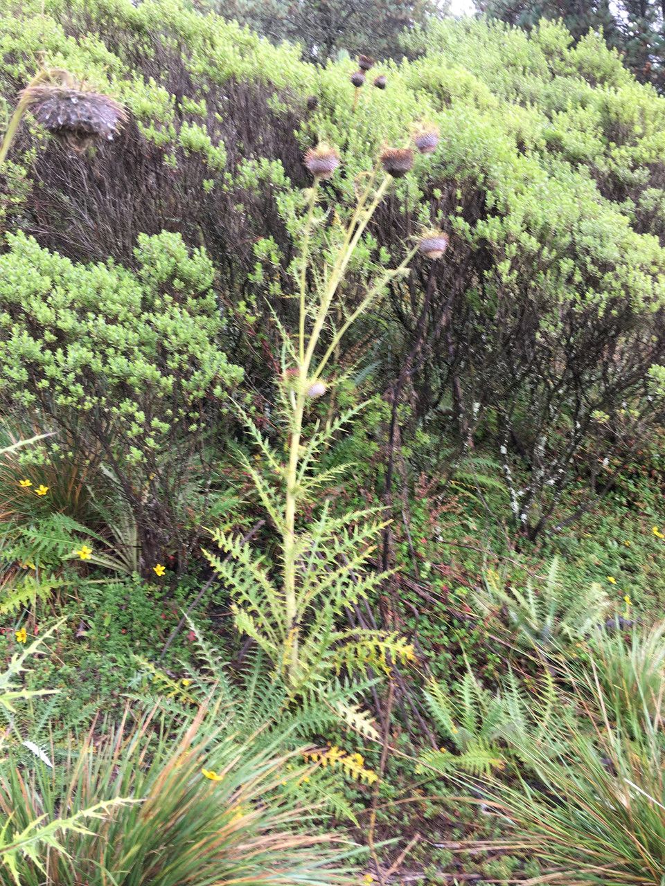 Cirsium jorullense leaf