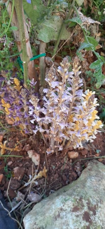 Phelipanche ramosa — houseplant care guide