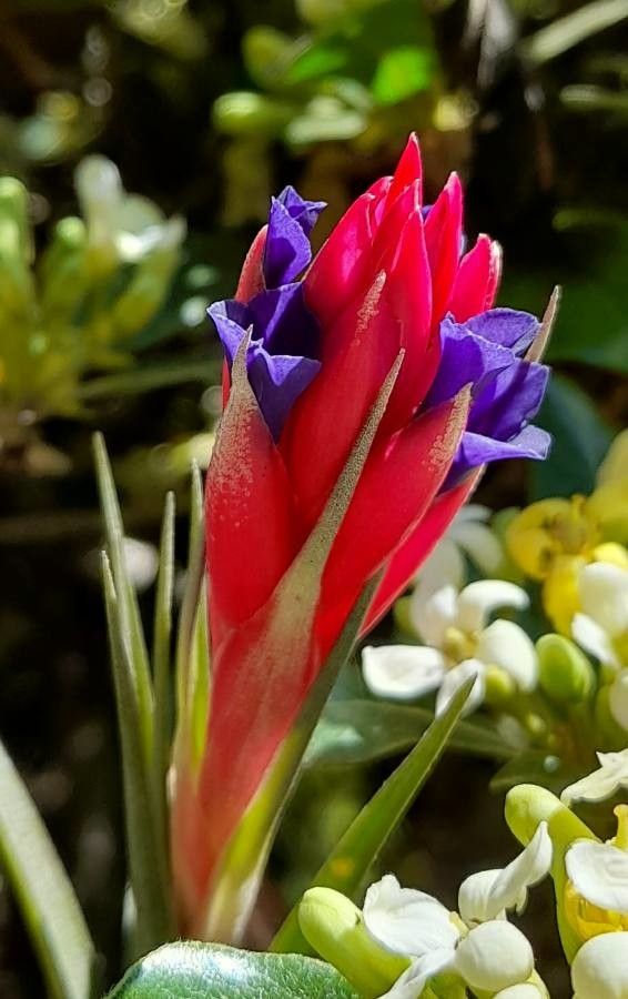 Tillandsia aeranthos flower