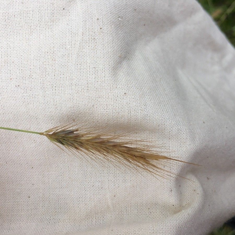 Hordeum secalinum flower