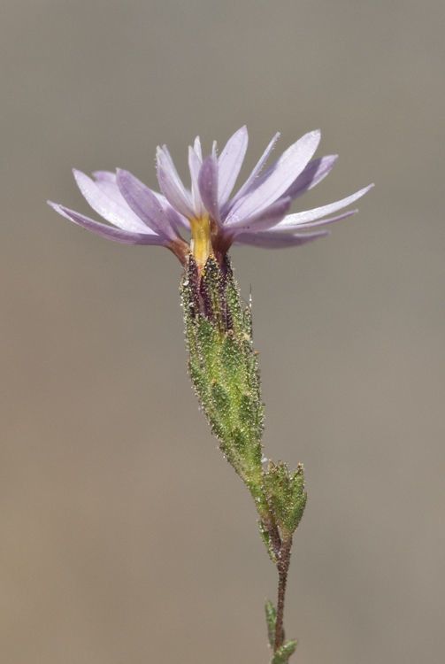Lessingia nemaclada flower