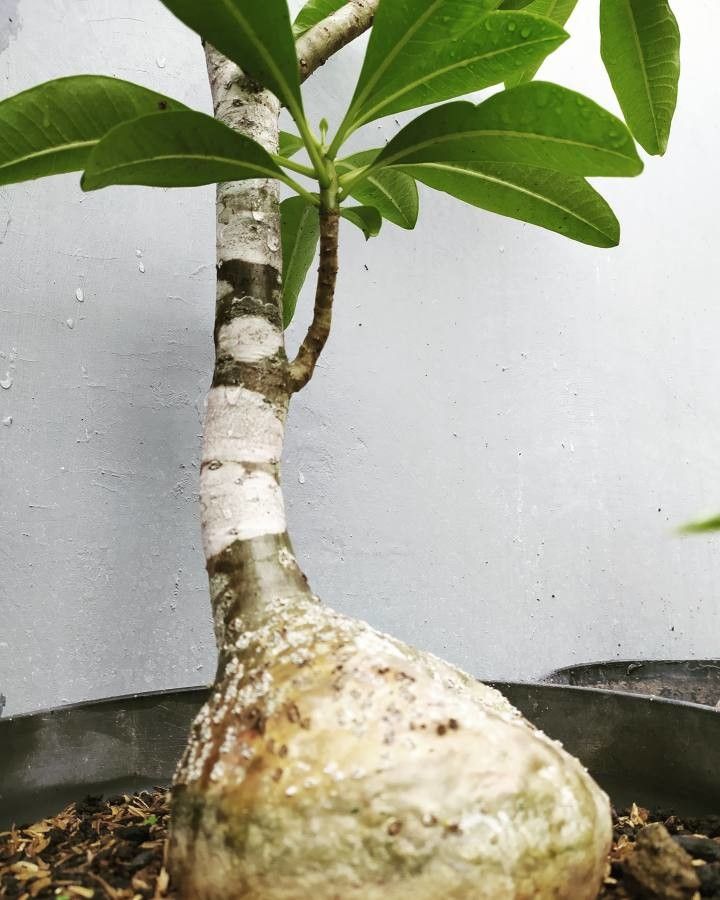 Pachypodium decaryi bark