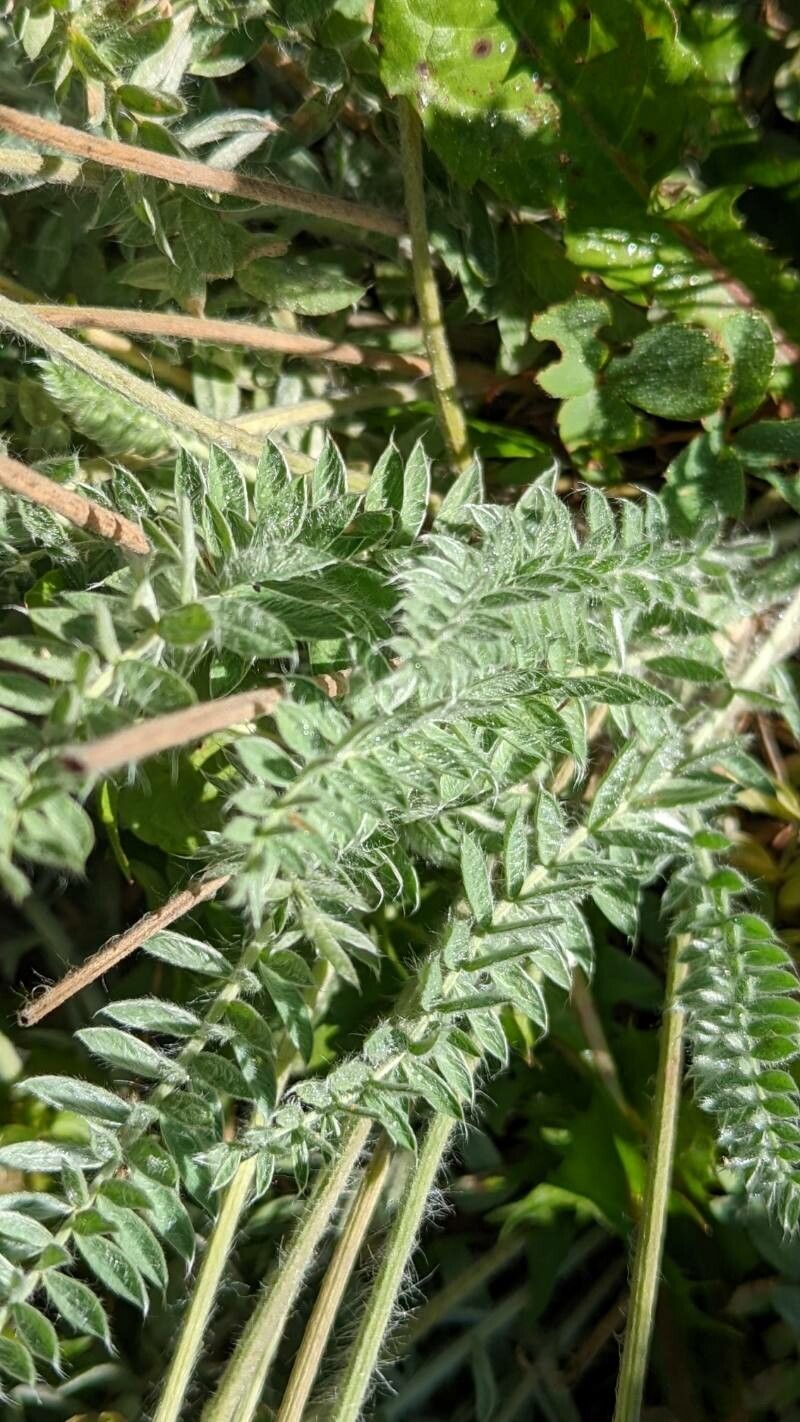 Oxytropis splendens — houseplant care guide
