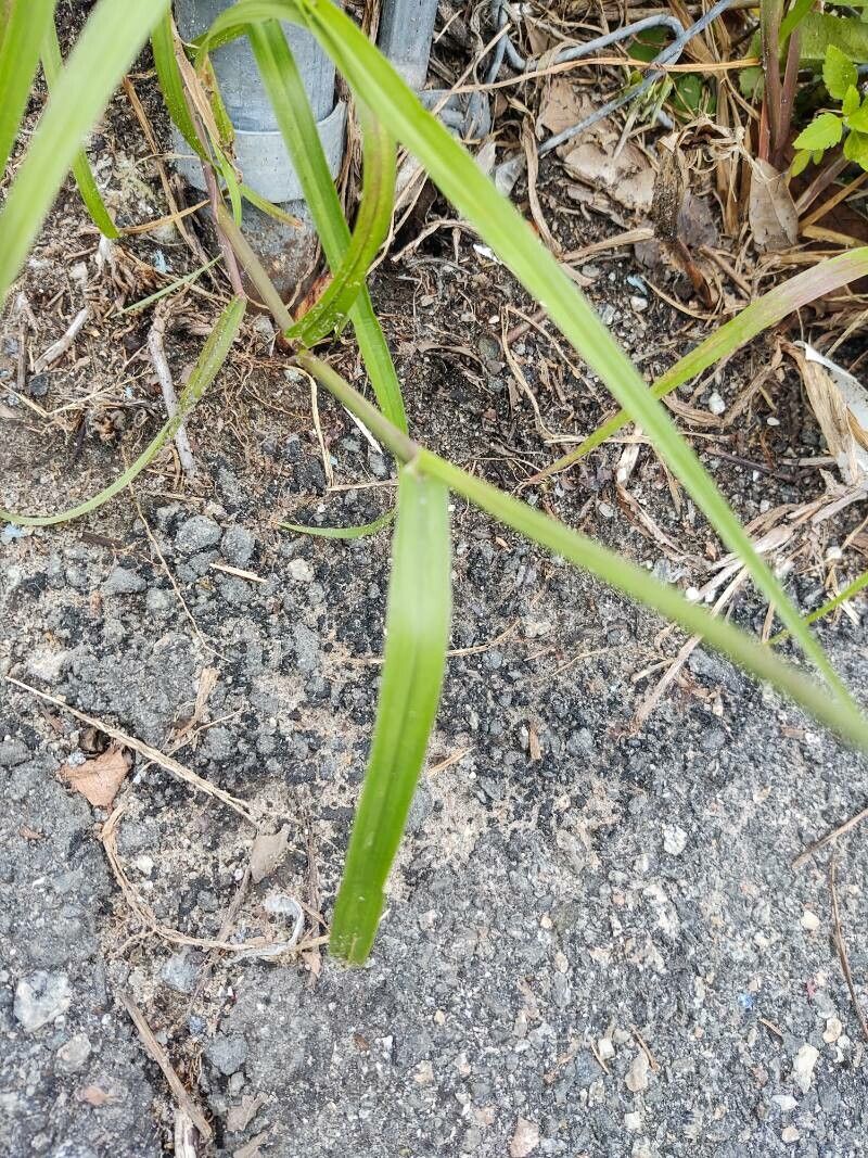 Cenchrus echinatus — houseplant care guide