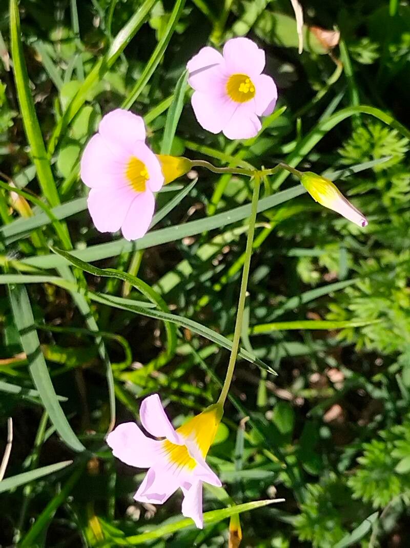 Oxalis caprina flower