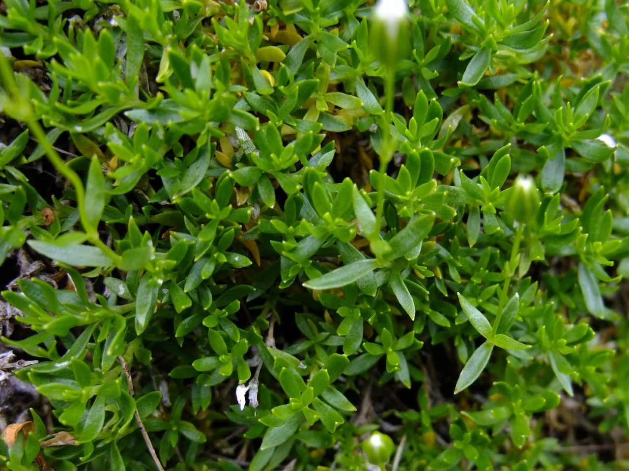 Arenaria gracilis habit