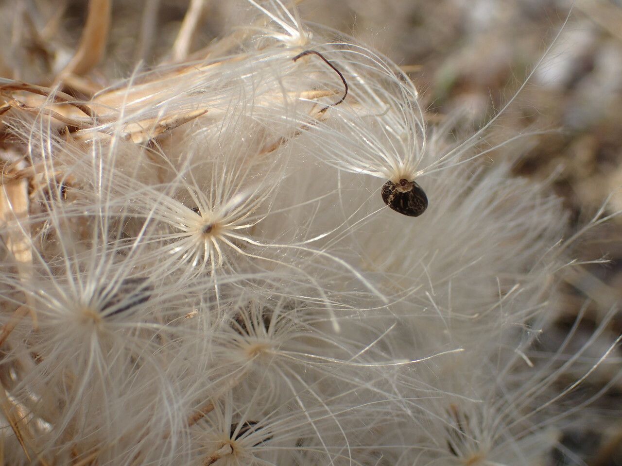 Ptilostemon afer fruit