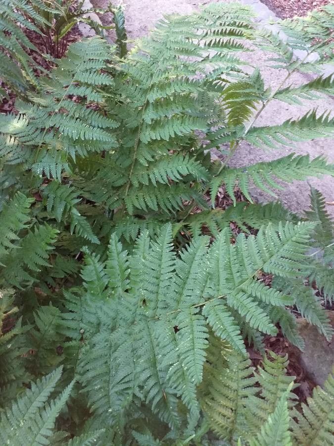 Dryopteris juxtaposita leaf