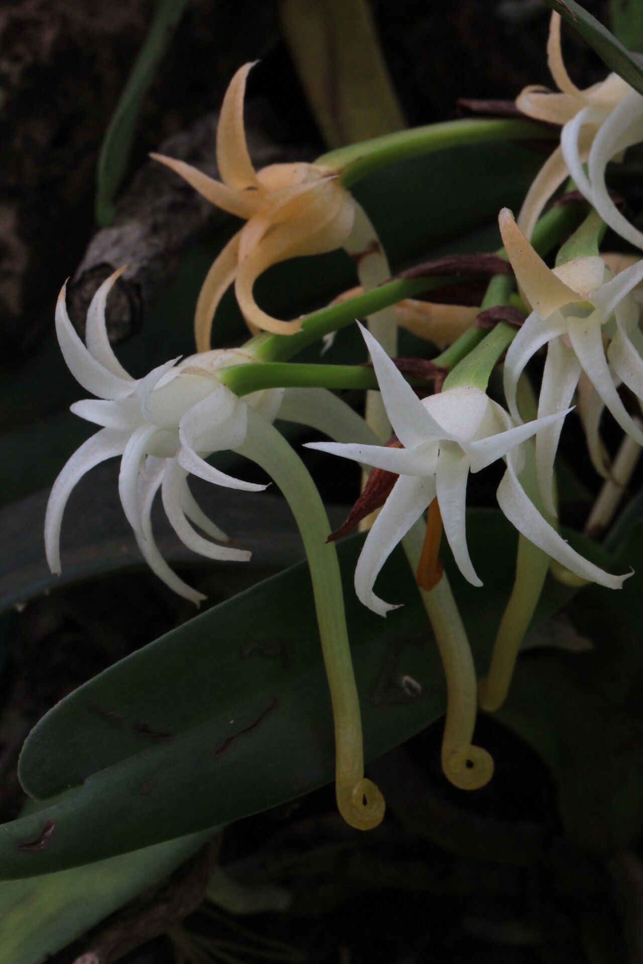 Cyrtorchis hamata — houseplant care guide