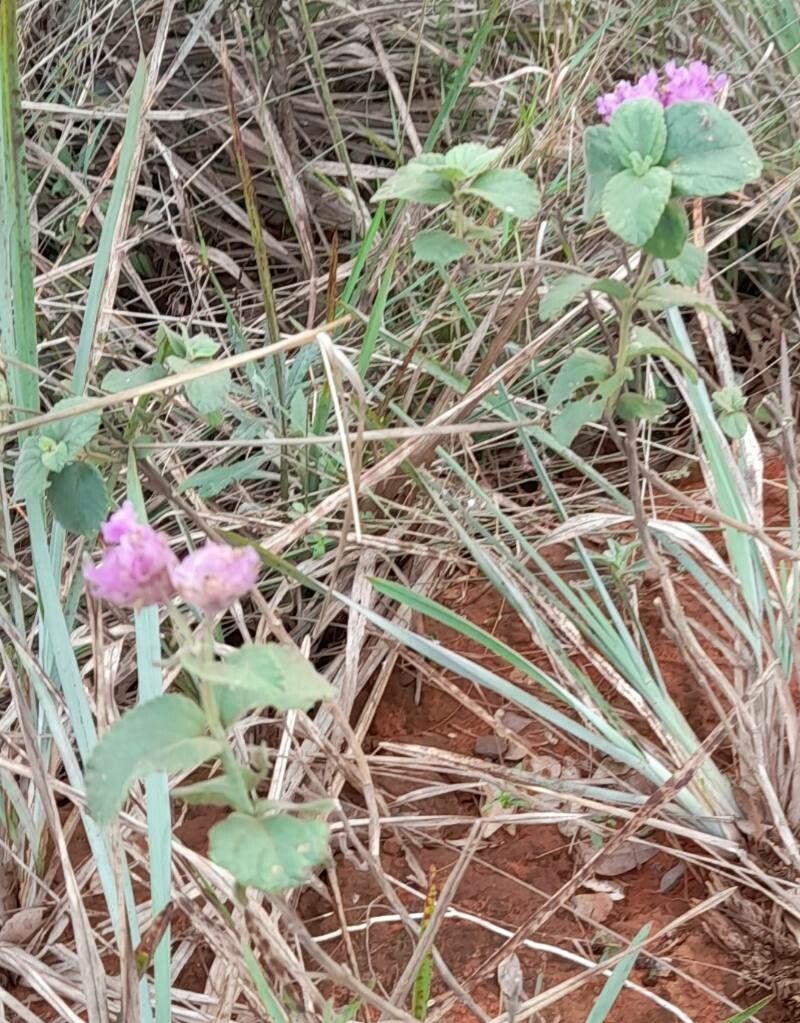 Lippia lupulina habit