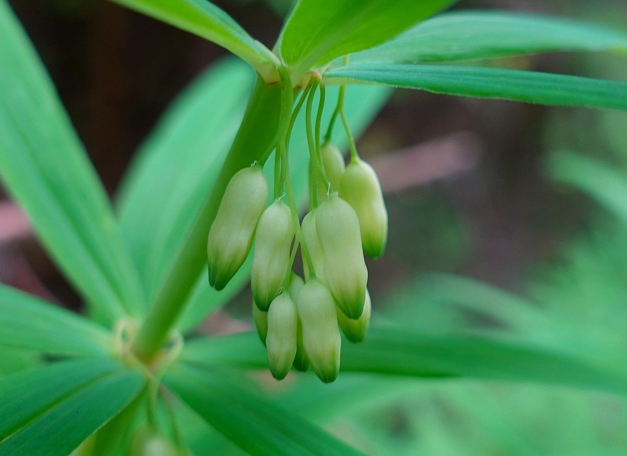 Polygonatum verticillatum flower