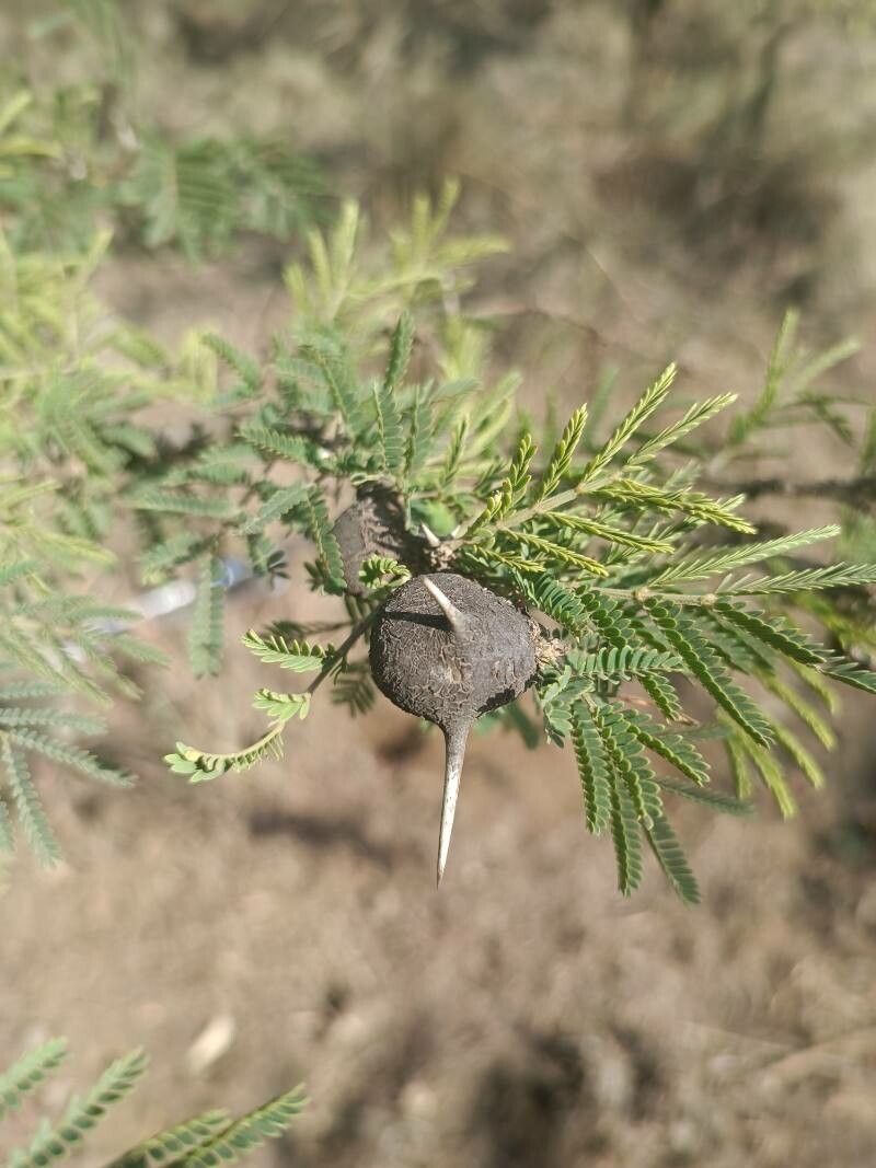 Vachellia drepanolobium fruit