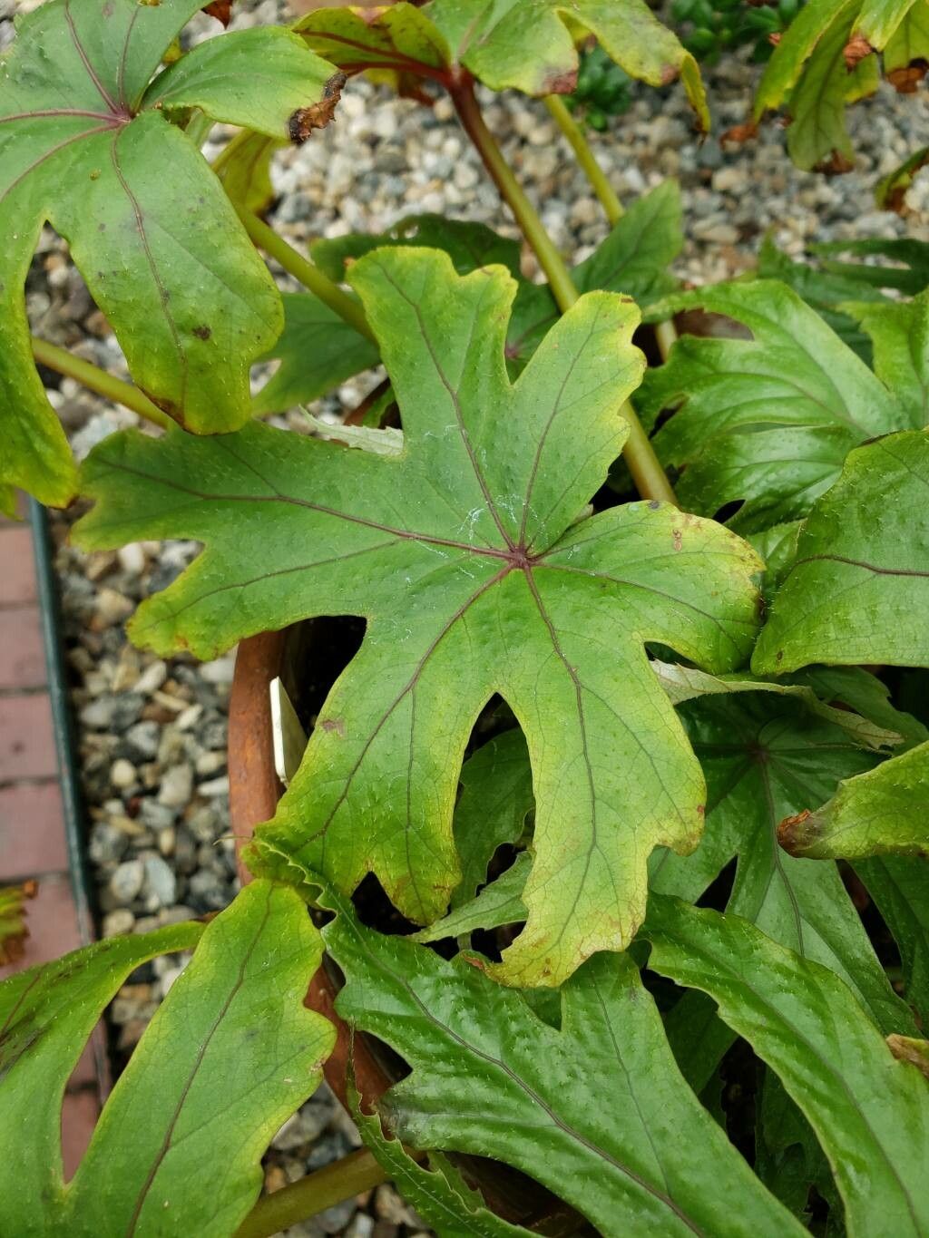 Begonia pedatifida — houseplant care guide