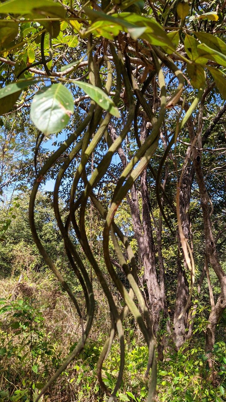 Godmania aesculifolia fruit