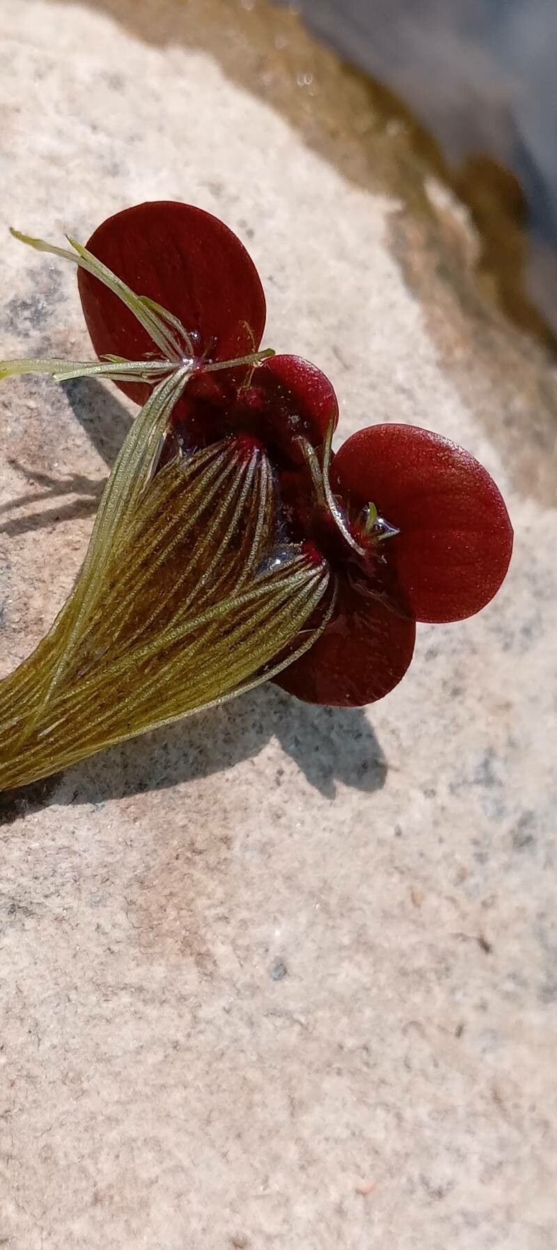 Spirodela polyrrhiza other