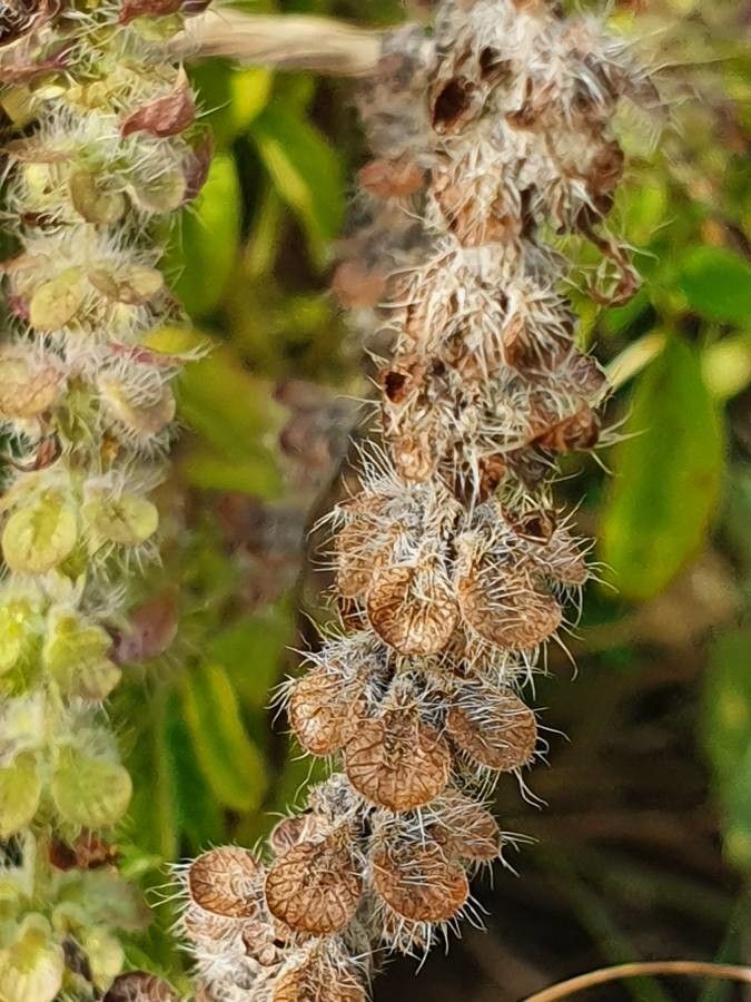 Ocimum kilimandscharicum fruit