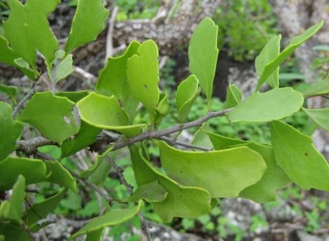 Maytenus orbicularis — houseplant care guide