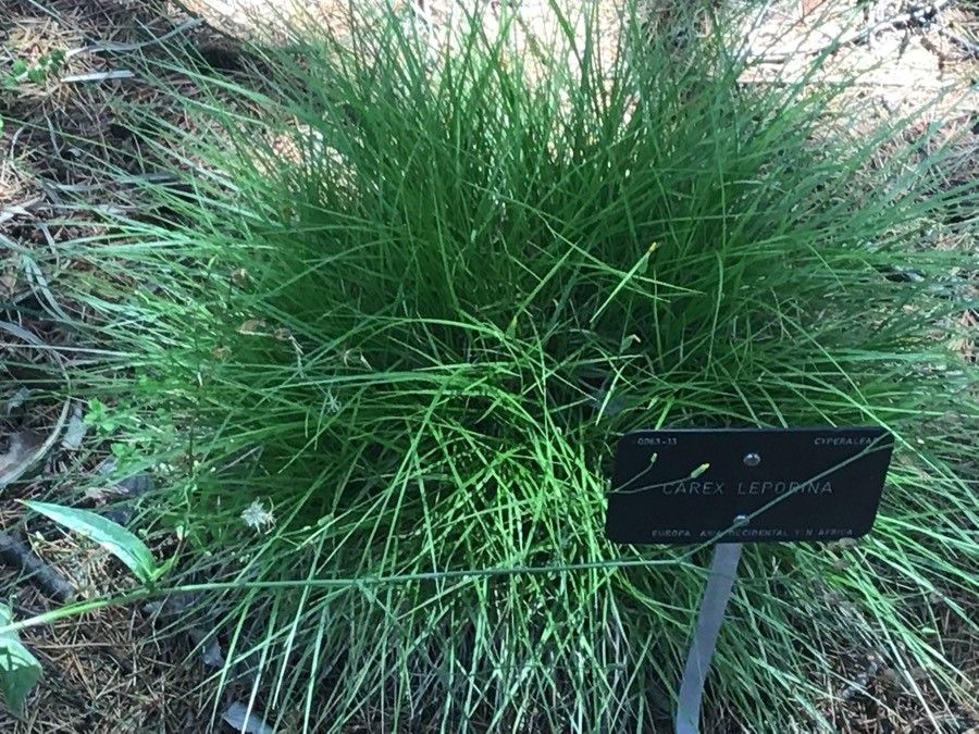 Carex leporina — clay tolerant houseplant