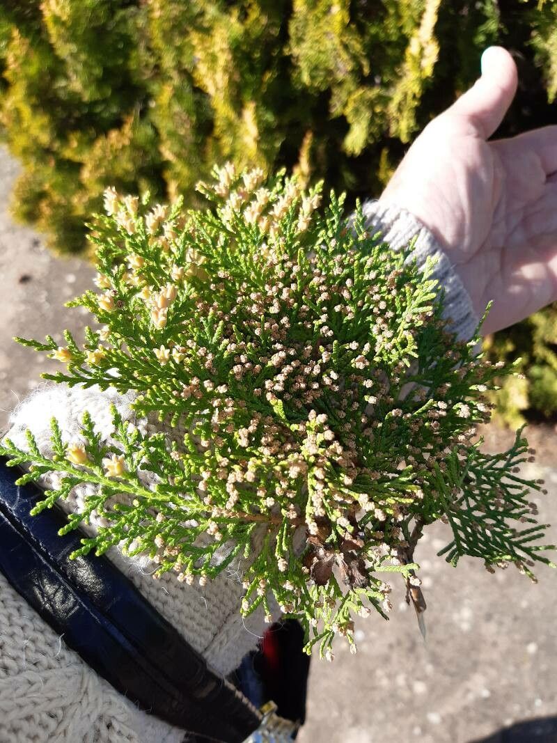 Olearia teretifolia — search result for 'Olearia'