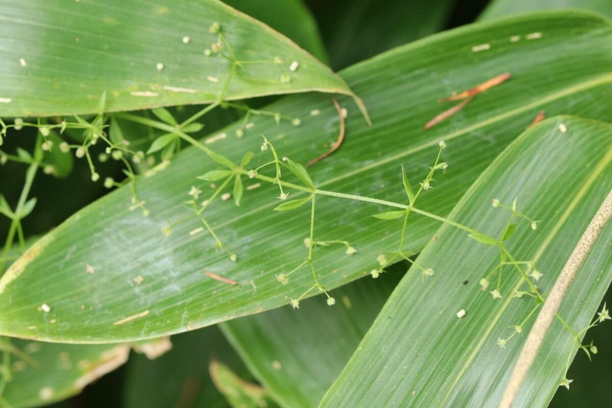 Galium pseudoasprellum flower
