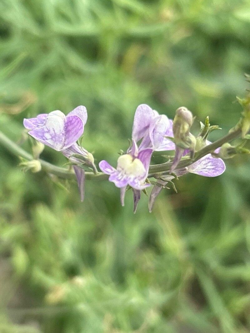Linaria capraria flower