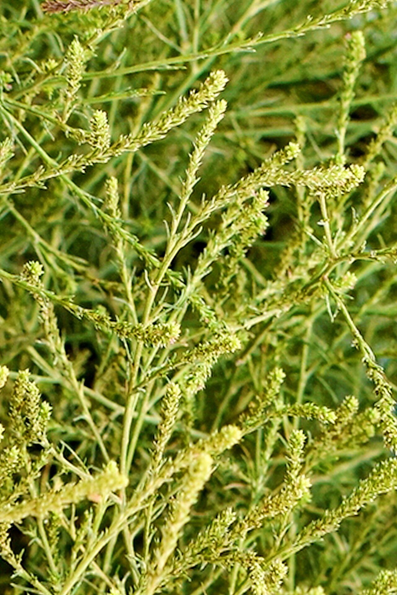 Salsola collina — related species from the same genus
