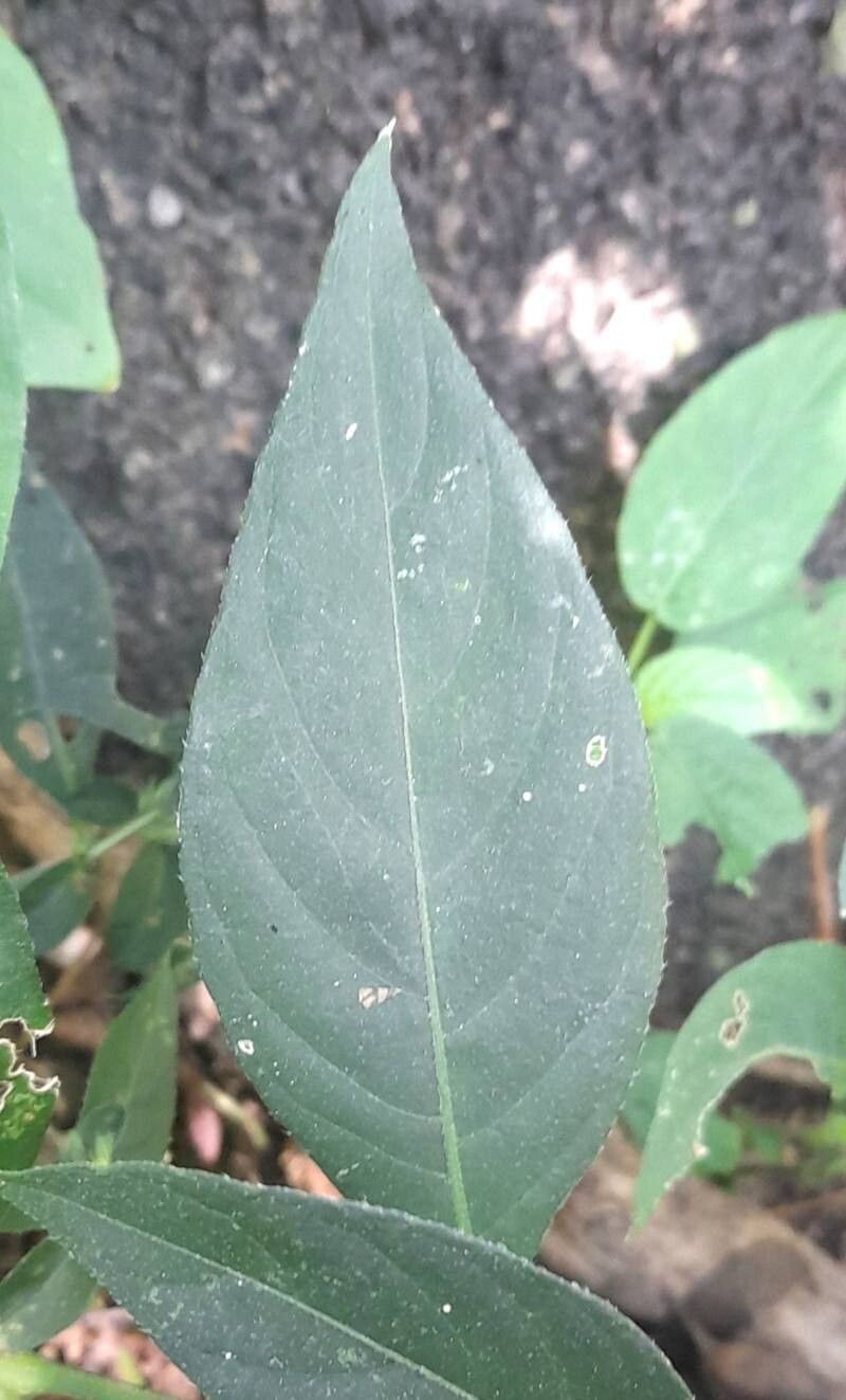 Justicia goudotii — houseplant care guide