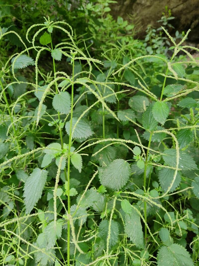 Urtica stachyoides flower