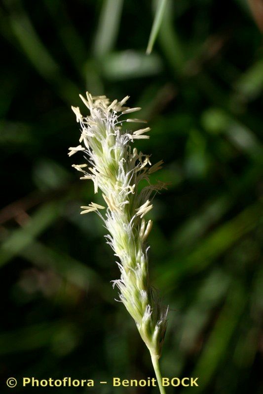 Sesleria cylindrica fruit