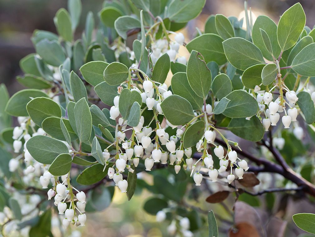 Arctostaphylos bakeri flower