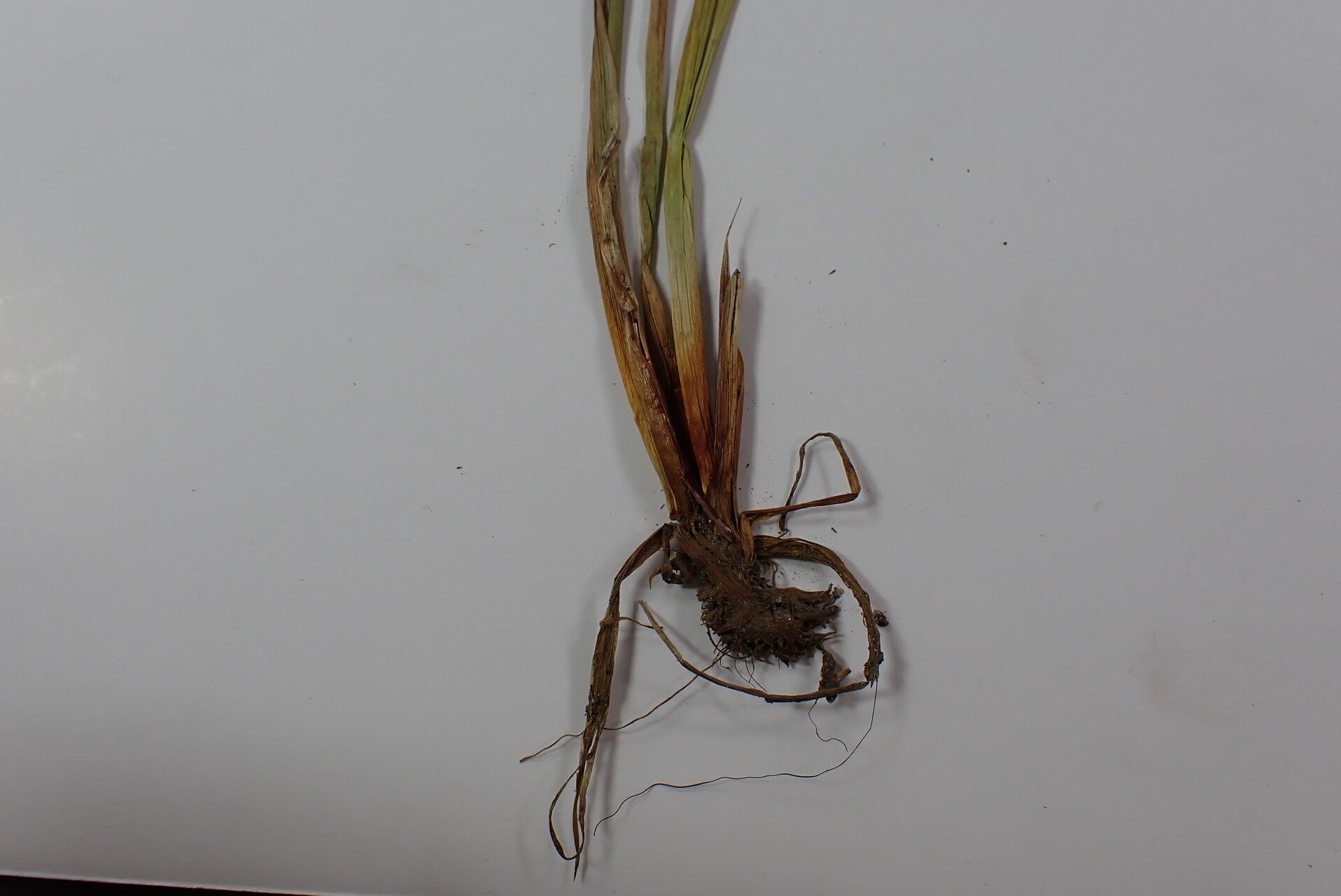 Juncus sikkimensis other