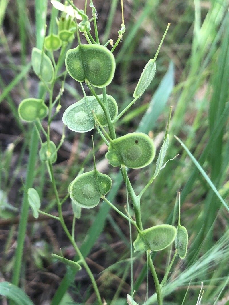Biscutella auriculata fruit