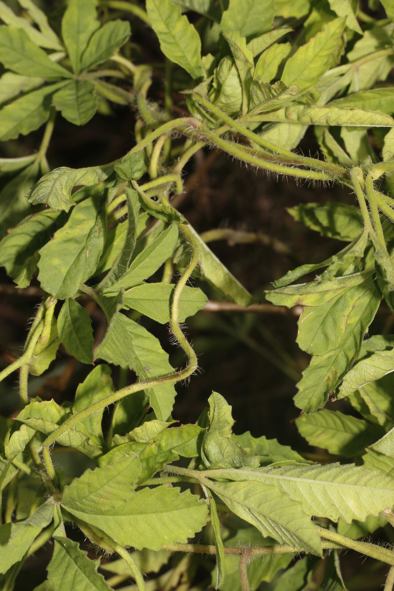 Merremia cissoides leaf