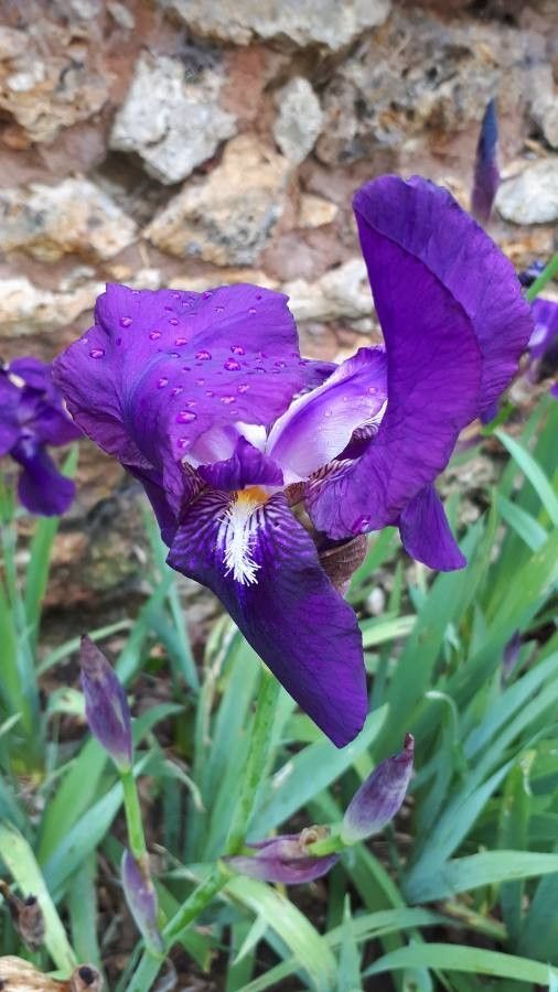 Iris perrieri flower