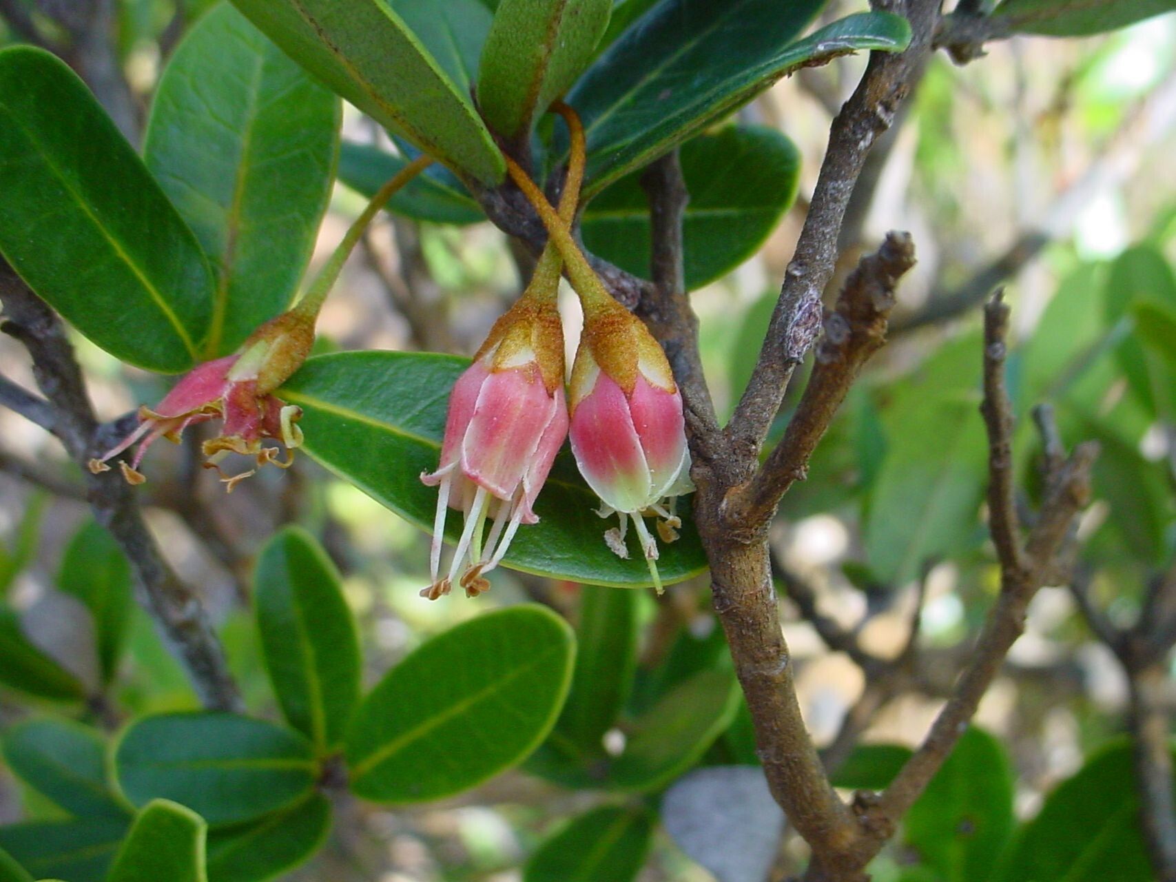 Pichonia deplanchei — related species from the same genus