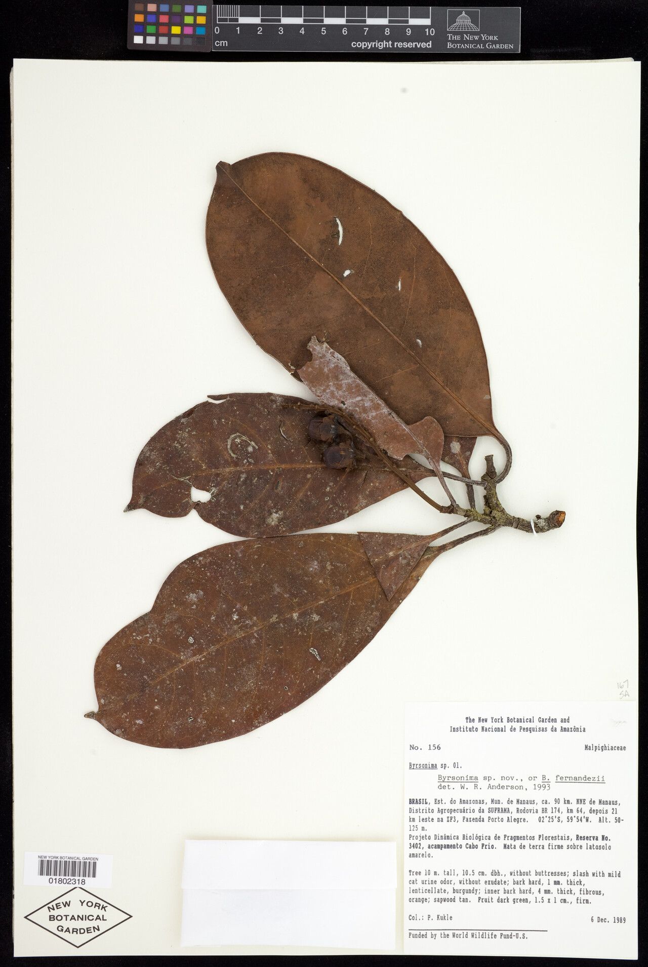 Byrsonima fernandezii — houseplant care guide