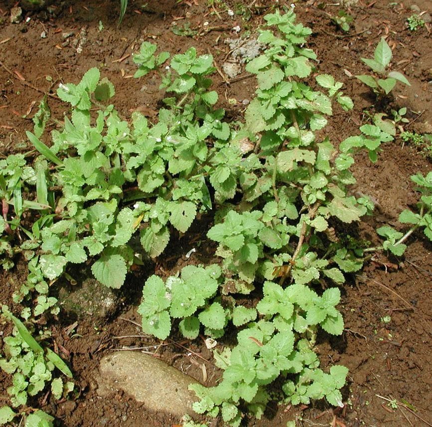 Stemodia jorullensis — related species from the same genus