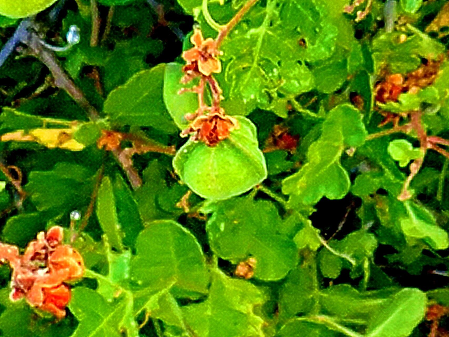 Serjania tortuosa — houseplant care guide