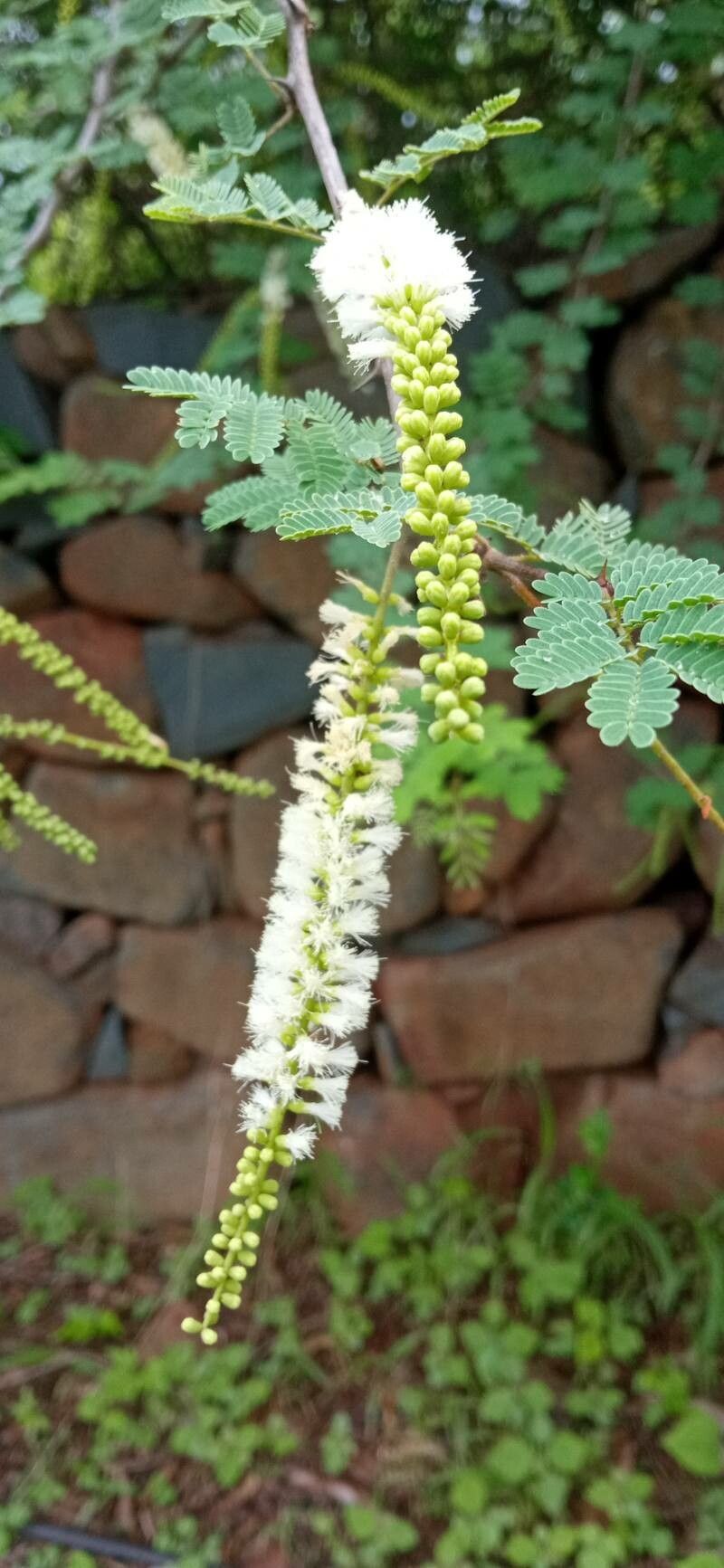Senegalia senegal flower