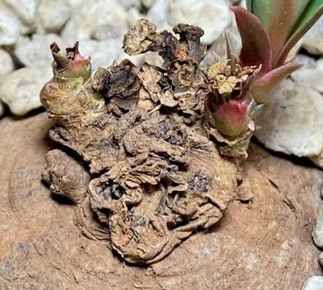 Euphorbia orobanchoides — houseplant care guide