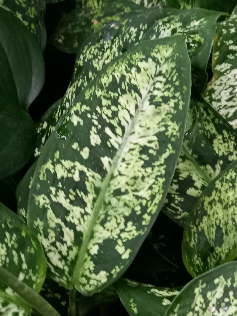 Dieffenbachia fosteri — houseplant care guide