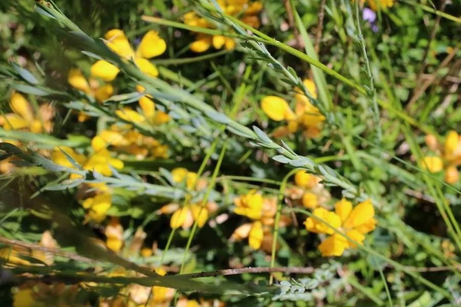 Linum hologynum — search result for 'Linum'