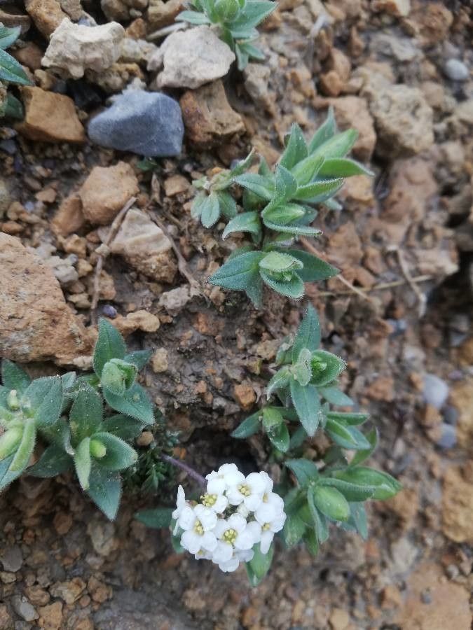 Draba tomentosa — houseplant care guide