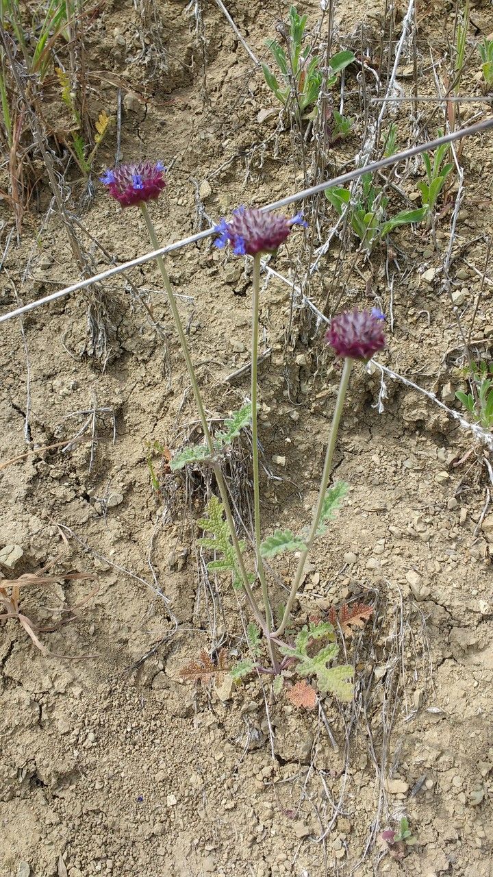 Salvia columbariae habit