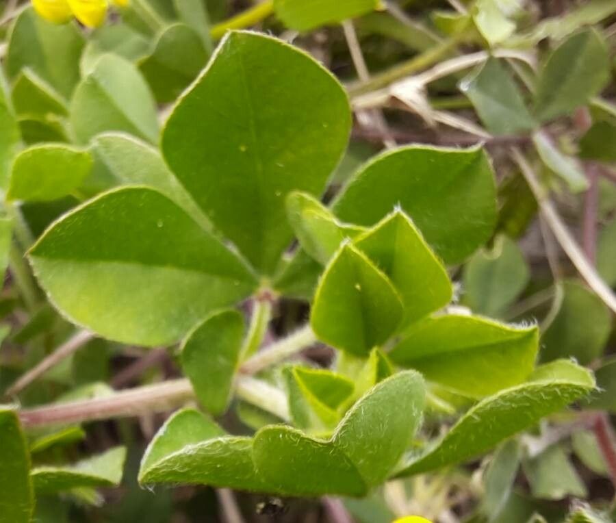 Lotus ornithopodioides leaf