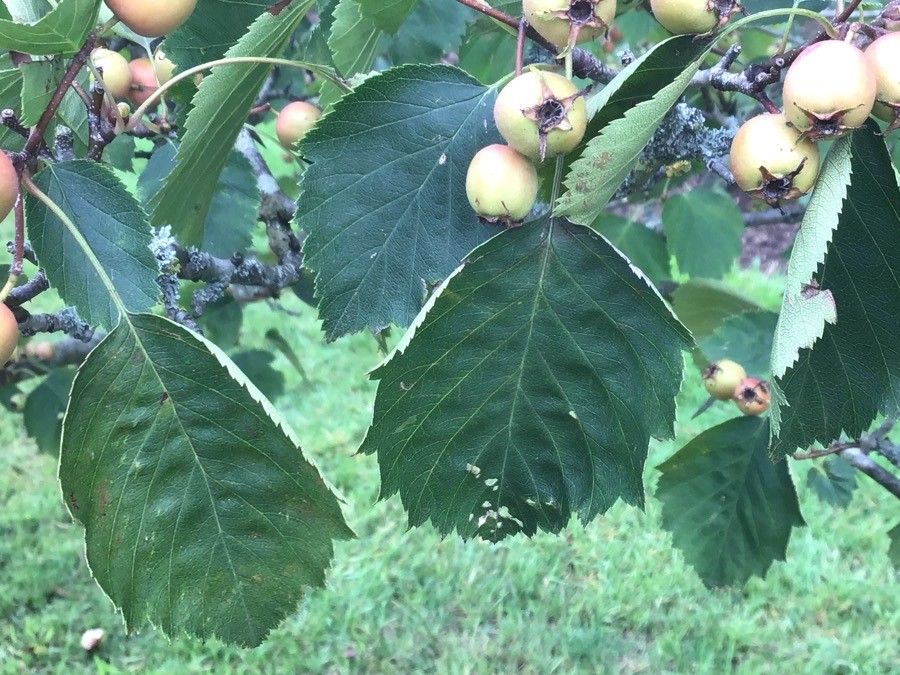 Crataegus ellwangeriana — search result for 'Crataegus'