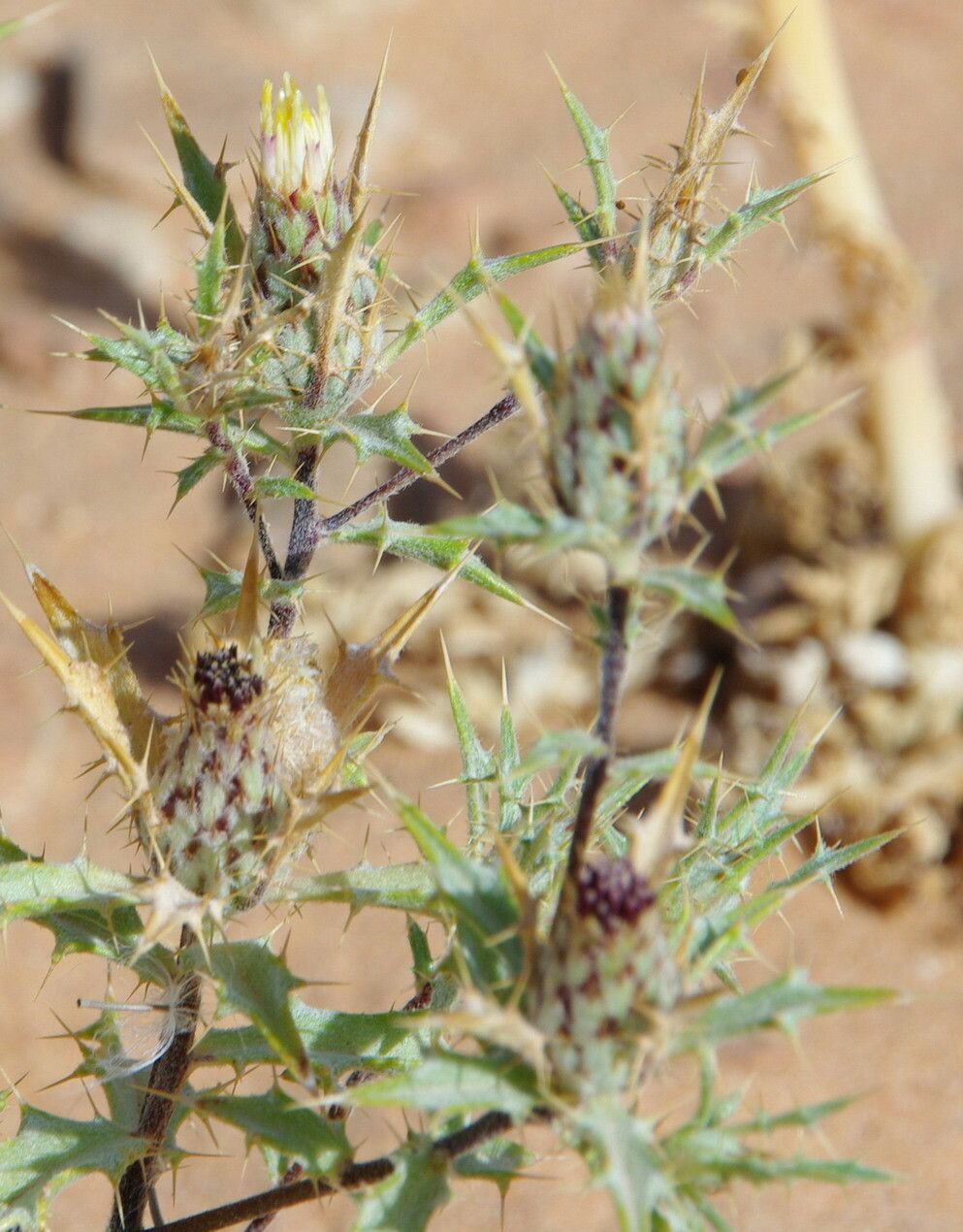 Atractylis aristata flower