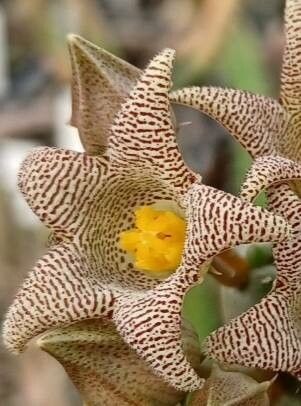 Piaranthus punctatus flower
