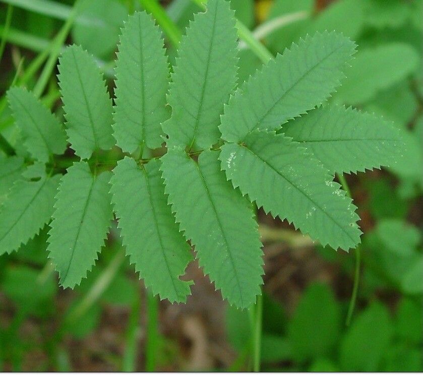 Sanguisorba canadensis fruit